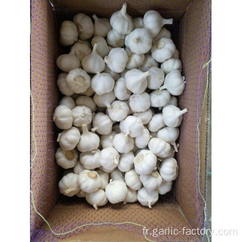 AIL EN GROS DE QUALITÉ SUPÉRIEURE GARLIC